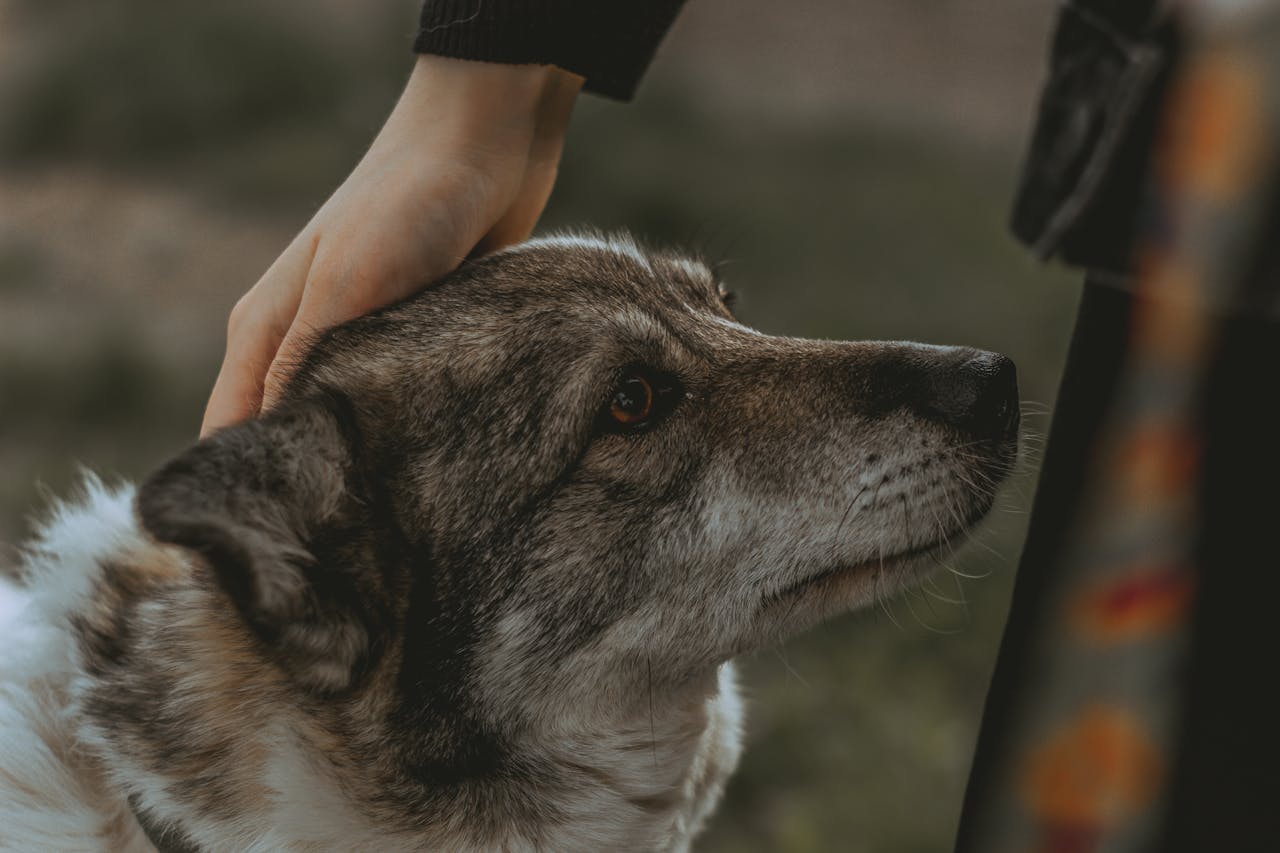 A Swedish Vallhund dog enjoys a gentle pet outdoors, showcasing a bond with people.