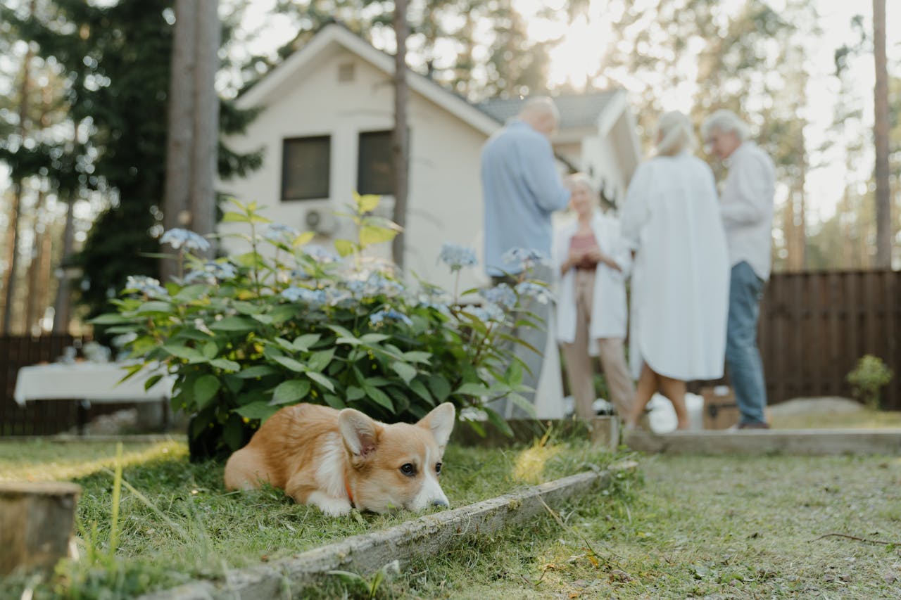 Corgi dog relaxes in garden as adults gather in the background for an outdoor event.